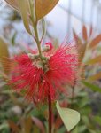 Callistemon citrinus ´Splendens´ Štetkovec citronový 'Splendens' Nelen pro zelen květ