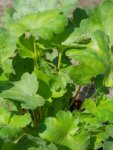 Heuchera 'Bressingham Hybrids' Dlužicha 'Bressingham Hybrids' Nelen pro zelen detail list