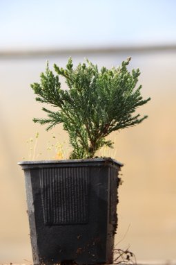 Juniperus horizontalis 'Blue Chip' Jalovec poléhavý 'Blue Chip' Nelen pro zelen h9x9