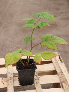 Rubus fruticosus 'Dirksen' Ostružiník 'Dirksen' Nelen pro zelen h9
