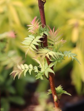 Sorbaria sorbifolia ´Sem´® Tavolníkovec jeřábolistý 'Sem' ® Nelen pro zelen rašící listy jaro