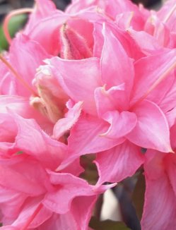 Azalea knaphill 'Homebush' Azalka knaphill 'Homebush' Nelen pro zelen květy