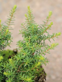 Erica darleyensis 'Rosabella' Vřesovec darlejský 'Rosabella' Nelen pro zelen detail Erica darleyensis 'Rosabella' Vřesovec darlejský 'Rosabella' Nelen pro zelen detail