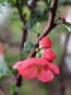 Chaenomeles x superba 'Texas Scarlet' Kdoulovec nádherný 'Texas Scarlet' Nelen pro zelen květ