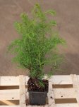 Cryptomeria japonica ´Elegans Viridis´ Kryptomérie japonská 'Elegans Viridis' Nelen pro zelen sazenice h9x9