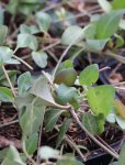 Vinca minor 'Atropurpurea´ Barvínek menší 'Atropurpurea' Nelen pro zelen listy