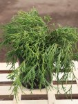 Chamaecyparis pis. ´Filifera Aurea´ Cypřišek hrachonosný 'Filifera Aurea' Nelen pro zelen kon 2L