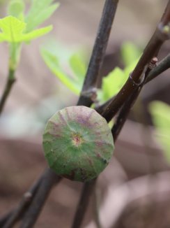 Ficus carica 'Francuesco' Fíkovník smokvoň 'Francuesco' Nelen pro zelen plod Ficus carica 'Francuesco' Fíkovník smokvoň 'Francuesco' Nelen pro zelen plod