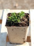 Aster alpinus 'Violet' Hvězdnice alpská 'Violet' Nelen pro zelen sazenice h9x9