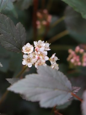 Physocarpus opulifolius 'Little Joker´ Tavola kalinolistá 'Little Joker' Nelen pro zelen květ