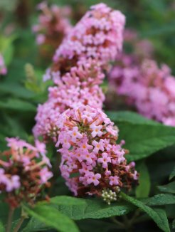 Buddleja davidii Butterfly Candy ® 'Little Pink' Komule Davidova Butterfly Candy ® 'Little Pink' Nelen pro zelen květy