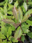 Osmathus heterophyllus ´Pupureus´ Vonokvětka různolistá 'Purpureus' Nelen pro zelen listy kresba