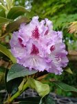 Rhododendron ´Blue Peter´ Rododedron 'Blue Peter' Nelen pro zelen květ