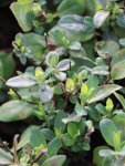 Lonicera japonica 'Hall´s Prolific´ Zimolez japonský 'Hall's Prolific' Nelen pro zelen listy
