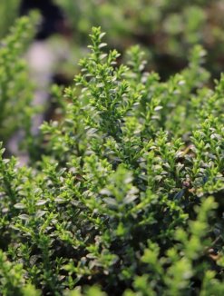 Hebe 'Golden Nugget' Nelen pro zelen detail Hebe 'Golden Nugget' Nelen pro zelen detail