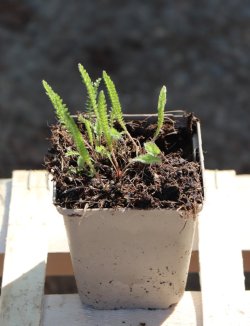 Achillea millefolium 'Cassic' Řebříček obecný 'Cassic' Nelen pro zelen sazenice h9x9 Achillea millefolium 'Cassic' Řebříček obecný 'Cassic' Nelen pro zelen sazenice h9x9