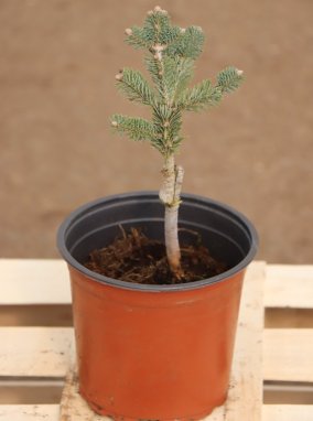 Abies lasiocarpa 'Green Globe' Jedle plstnatoplodá 'Green Globe' Nelen pro zelen kont 1.5L