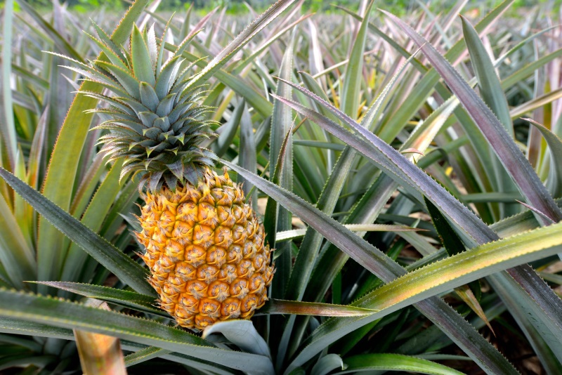 Kdy začne plodit ananas?