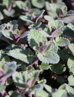 Nepeta x faassenii 'Blue Wonder' Šanta zkřížená 'Blue Wonder' Nelen pro zelen detail listů Nepeta x faassenii 'Blue Wonder' Šanta zkřížená 'Blue Wonder' Nelen pro zelen detail listů