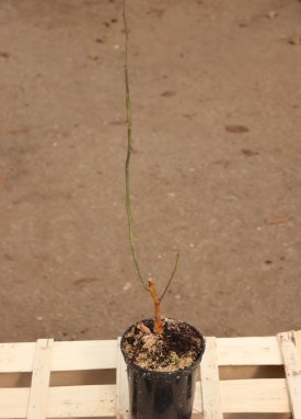 Ulmus x hollandica 'Wredei' Jilm holandský 'Wredei' Nelen pro zelen kont 1L