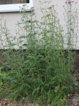 Achillea millefolium 'Cassic' Řebříček obecný 'Cassic' Nelen pro zelen rostlina