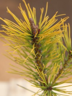 Pinus mugo 'Wintergold' Borovice kleč 'Wintergold' Nelen pro zelen detail Pinus mugo 'Wintergold' Borovice kleč 'Wintergold' Nelen pro zelen detail