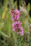 Kyprej vrbice 'Blush'