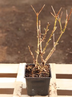 Forsythia intermedia 'Minigold' Zlatice prostřední 'Minigold' Nelen pro zelen h9x9