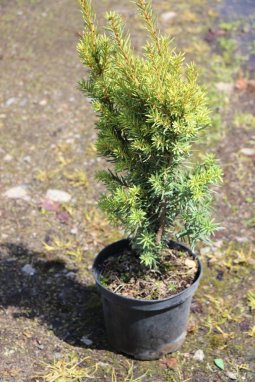 Tis prostřední 'Hicksii'