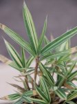Bambus zakrslý Nelen pro zelen Pleioblastus Variegatus list