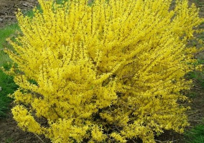 Zlatice prostřední 'Maluch' Nelen pro zelen Forsythia x intermedia 'Maluch' kvetoucí keř