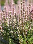 Calluna vulgaris 'Maggy' Vřes obecný 'Maggy' Nelen pro zelen detail