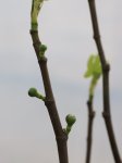 Ficus carica 'Francuesco' Fíkovník smokvoň 'Francuesco' Nelen pro zelen detail