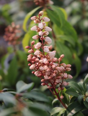 Pieris japonica 'Bonfire' Pieris japonský 'Bonfire' Nelen pro zelen květ
