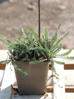 Achillea millefolium 'Terracotta' Řebříček obecný 'Terracotta' Nelen pro zelen sazenice h9x9