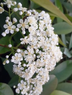 Photinia x fraseri ´Clone Pistoia´ Blýskavka Fraserova 'Clone Pistoia' Nelen pro zelen květ Photinia x fraseri ´Clone Pistoia´ Blýskavka Fraserova 'Clone Pistoia' Nelen pro zelen květ