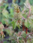 Viburnum sargentii 'Onondaga' Kalina sargentova 'Onondaga' Nelen pro zelen listy a poupě