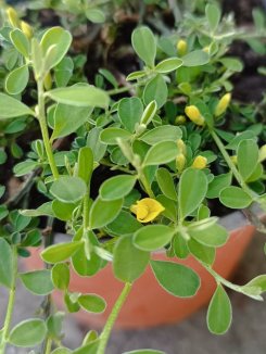 Cytisus decumbens ´Nana´ Čilimník rozložený 'Nana' Nelen pro zelen květy Cytisus decumbens ´Nana´ Čilimník rozložený 'Nana' Nelen pro zelen květy