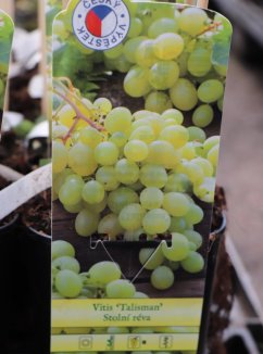 Vitis vinifera 'Talisman' Vinná réva 'Talisman' Nelen pro zelen etiketa Vitis vinifera 'Talisman' Vinná réva 'Talisman' Nelen pro zelen etiketa