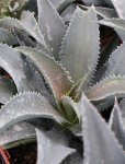 Mangave ´Silver Fox´ Mangave 'Silver Fox' Nelen pro zelen detail
