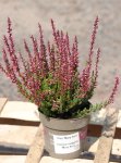 Calluna vulgaris 'Mary Ann' Vřes 'Mary Ann' Nelen pro zelen ko12cm