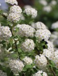 Spiraea x van houttei Tavolník van Houtteův Nelen pro zelen detail květů
