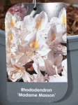 Rododendron 'Madame Masson'