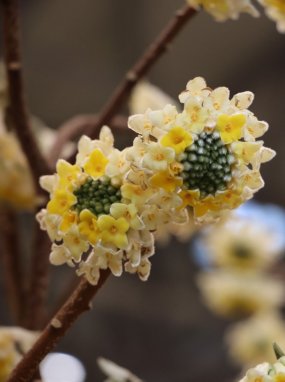 Edgeworthia chrysantha Edgevortie - papírový keř Nelen pro zelen květ