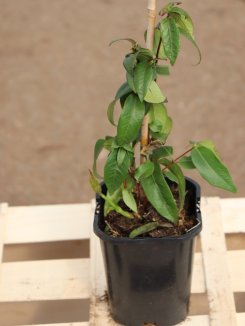 Lonicera henryi ´Copper Beauty´ Zimolez Henryův 'Copper Beauty' Nelen pro zelen kont 1L Lonicera henryi ´Copper Beauty´ Zimolez Henryův 'Copper Beauty' Nelen pro zelen kont 1L