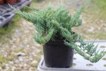 Juniperus horizontalis 'Blue Chip' Jalovec poléhavý 'Blue Chip' Nelen pro zelen kon 2L