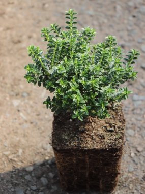Hebe odora (h.buxifolia) 'Nana' Hebe 'Nana' Nelen pro zelen sazenice