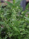 Deutzia gracilis Trojpuk štíhlý Nelen pro zelen poupata