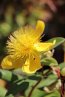 Třezalka kalíškatá Nelen pro zelen Hypericum calycinum květ