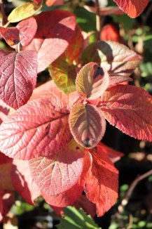 Kalina tušalaj Nelen pro zelen Viburnum lantana podzimní list Kalina tušalaj Nelen pro zelen Viburnum lantana podzimní list